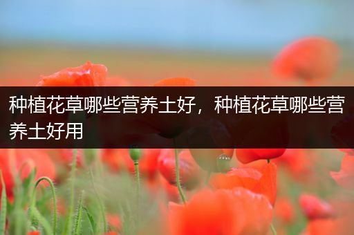 种植花草哪些营养土好，种植花草哪些营养土好用