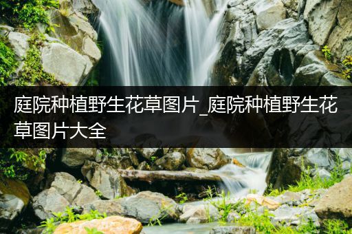 庭院种植野生花草图片_庭院种植野生花草图片大全