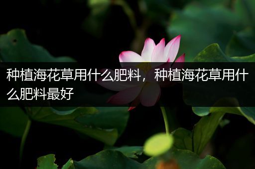 种植海花草用什么肥料，种植海花草用什么肥料最好