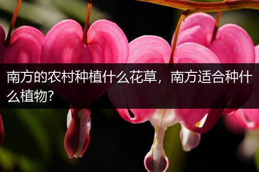 南方的农村种植什么花草，南方适合种什么植物?