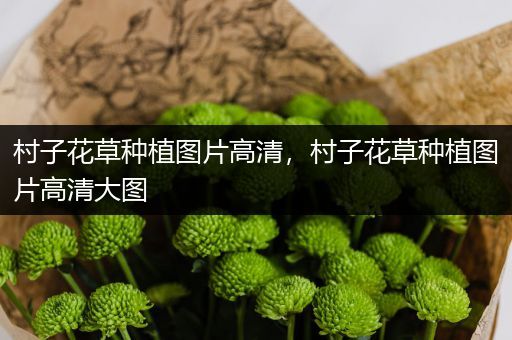 村子花草种植图片高清，村子花草种植图片高清大图