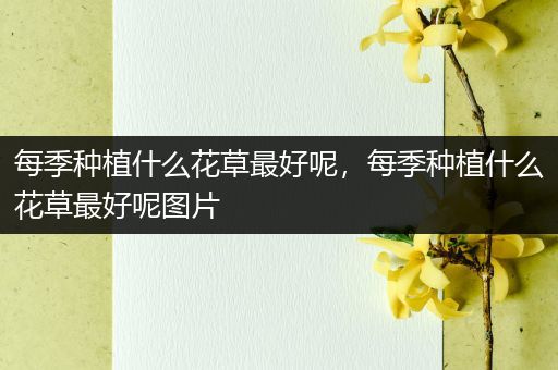 每季种植什么花草最好呢，每季种植什么花草最好呢图片