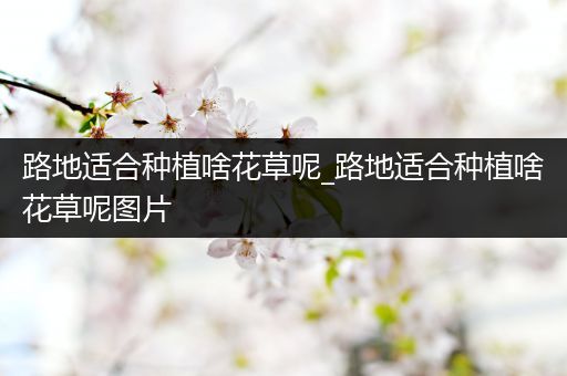 路地适合种植啥花草呢_路地适合种植啥花草呢图片