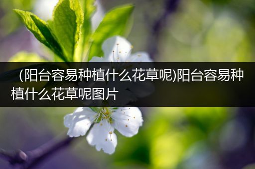 （阳台容易种植什么花草呢)阳台容易种植什么花草呢图片
