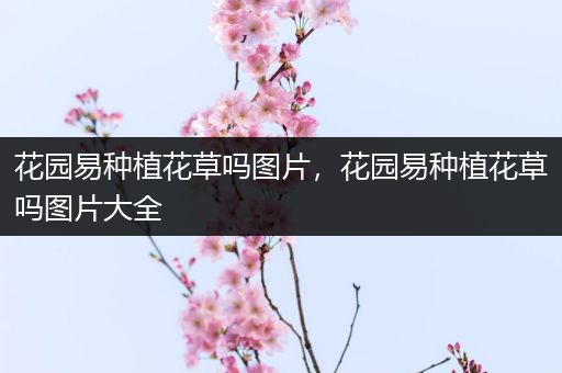 花园易种植花草吗图片，花园易种植花草吗图片大全