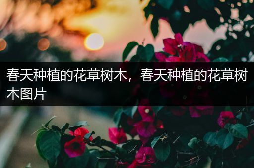 春天种植的花草树木，春天种植的花草树木图片