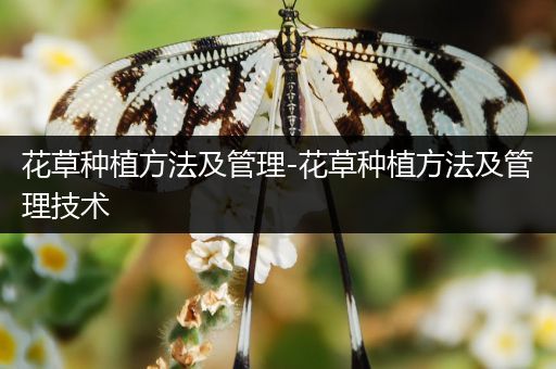 花草种植方法及管理-花草种植方法及管理技术