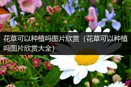 花草可以种植吗图片欣赏（花草可以种植吗图片欣赏大全）
