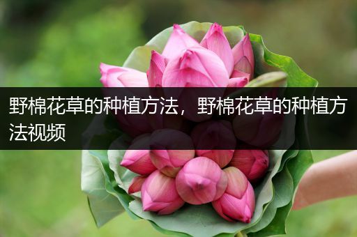 野棉花草的种植方法，野棉花草的种植方法视频