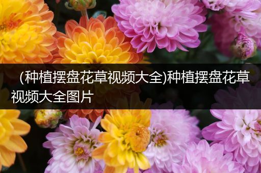 （种植摆盘花草视频大全)种植摆盘花草视频大全图片