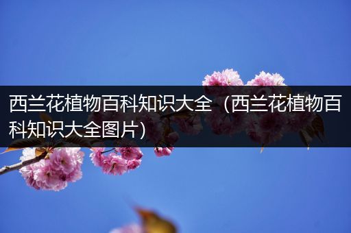 西兰花植物百科知识大全（西兰花植物百科知识大全图片）