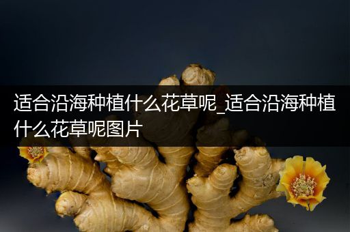 适合沿海种植什么花草呢_适合沿海种植什么花草呢图片