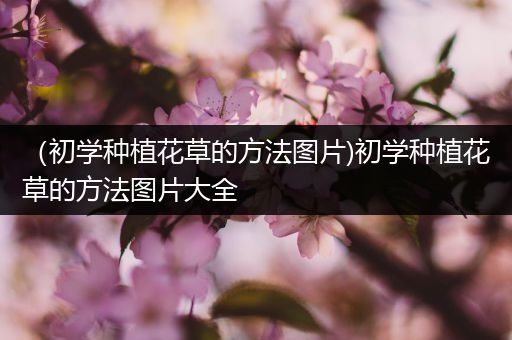 （初学种植花草的方法图片)初学种植花草的方法图片大全