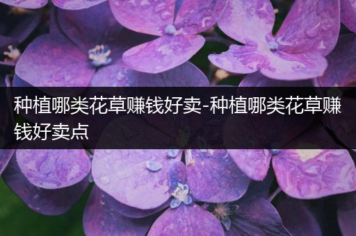 种植哪类花草赚钱好卖-种植哪类花草赚钱好卖点