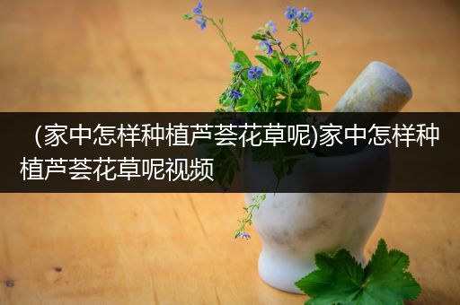 （家中怎样种植芦荟花草呢)家中怎样种植芦荟花草呢视频