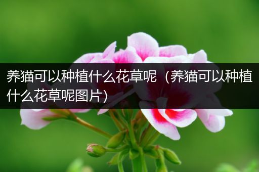 养猫可以种植什么花草呢（养猫可以种植什么花草呢图片）