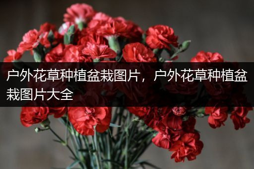 户外花草种植盆栽图片，户外花草种植盆栽图片大全