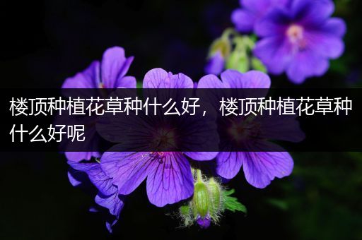 楼顶种植花草种什么好，楼顶种植花草种什么好呢