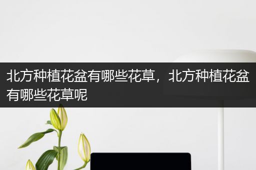 北方种植花盆有哪些花草，北方种植花盆有哪些花草呢