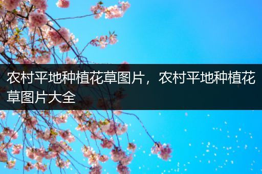 农村平地种植花草图片，农村平地种植花草图片大全