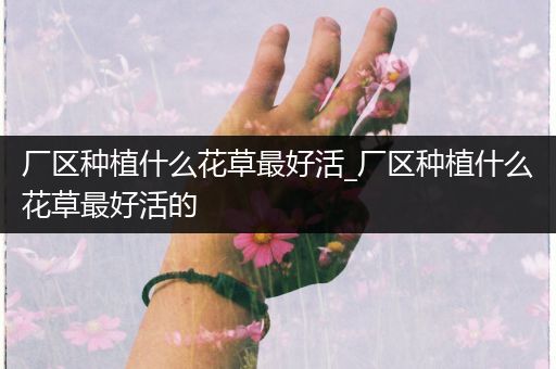 厂区种植什么花草最好活_厂区种植什么花草最好活的
