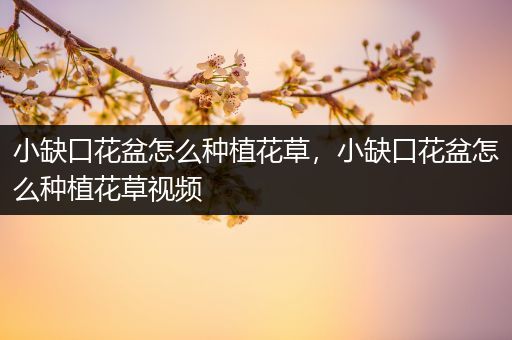 小缺口花盆怎么种植花草，小缺口花盆怎么种植花草视频