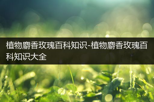 植物麝香玫瑰百科知识-植物麝香玫瑰百科知识大全