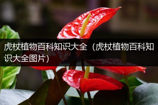 虎杖植物百科知识大全（虎杖植物百科知识大全图片）