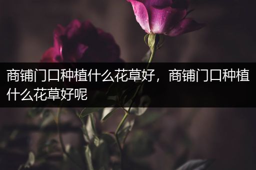 商铺门口种植什么花草好，商铺门口种植什么花草好呢