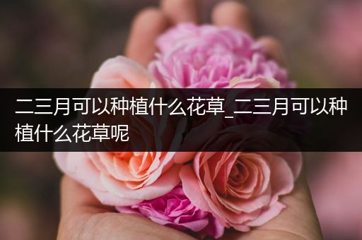 二三月可以种植什么花草_二三月可以种植什么花草呢