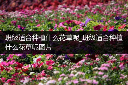 班级适合种植什么花草呢_班级适合种植什么花草呢图片