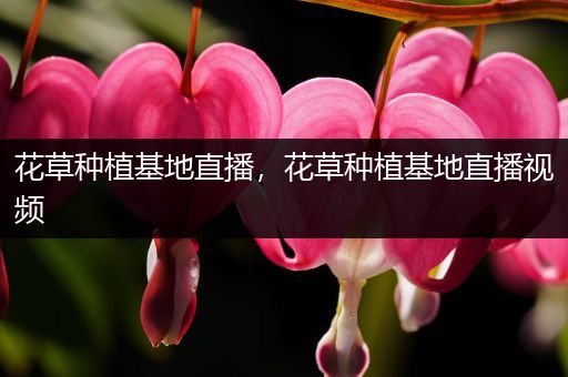 花草种植基地直播，花草种植基地直播视频