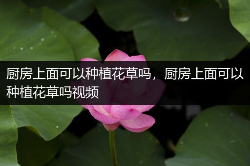 厨房上面可以种植花草吗，厨房上面可以种植花草吗视频