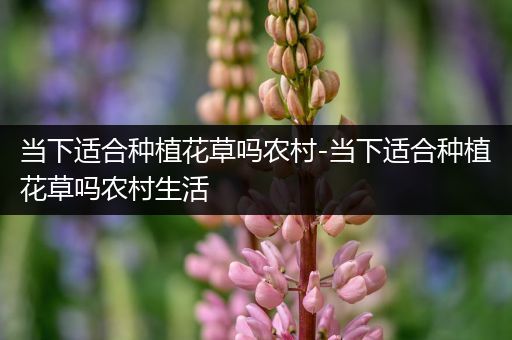 当下适合种植花草吗农村-当下适合种植花草吗农村生活
