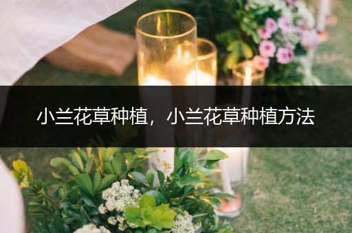 小兰花草种植，小兰花草种植方法