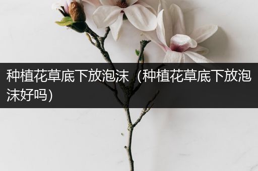 种植花草底下放泡沫（种植花草底下放泡沫好吗）