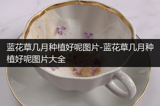 蓝花草几月种植好呢图片-蓝花草几月种植好呢图片大全