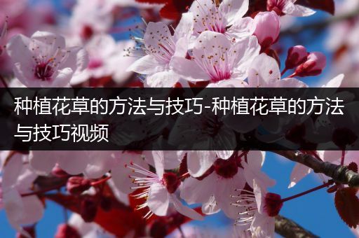 种植花草的方法与技巧-种植花草的方法与技巧视频