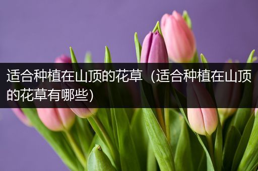 适合种植在山顶的花草（适合种植在山顶的花草有哪些）