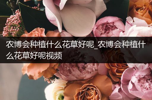 农博会种植什么花草好呢_农博会种植什么花草好呢视频