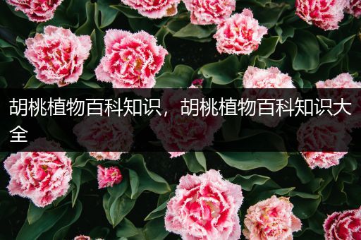 胡桃植物百科知识，胡桃植物百科知识大全