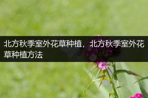 北方秋季室外花草种植，北方秋季室外花草种植方法