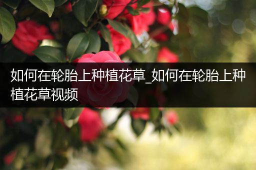 如何在轮胎上种植花草_如何在轮胎上种植花草视频