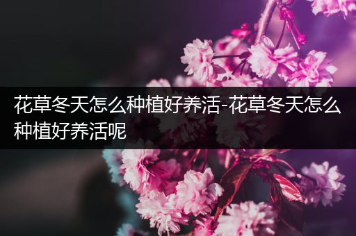 花草冬天怎么种植好养活-花草冬天怎么种植好养活呢