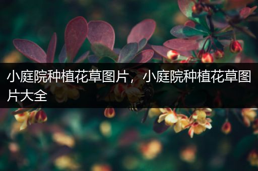 小庭院种植花草图片，小庭院种植花草图片大全