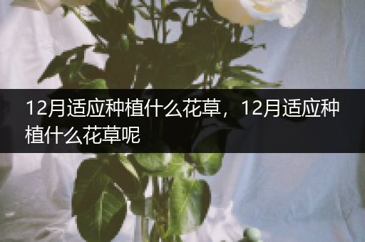 12月适应种植什么花草，12月适应种植什么花草呢