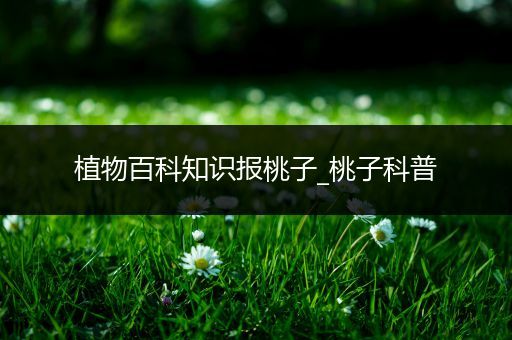植物百科知识报桃子_桃子科普
