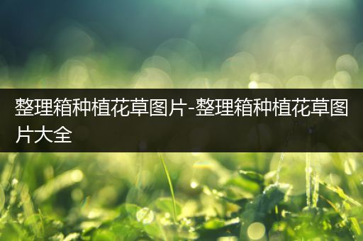 整理箱种植花草图片-整理箱种植花草图片大全