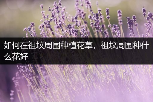 如何在祖坟周围种植花草，祖坟周围种什么花好