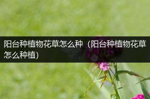 阳台种植物花草怎么种（阳台种植物花草怎么种植）